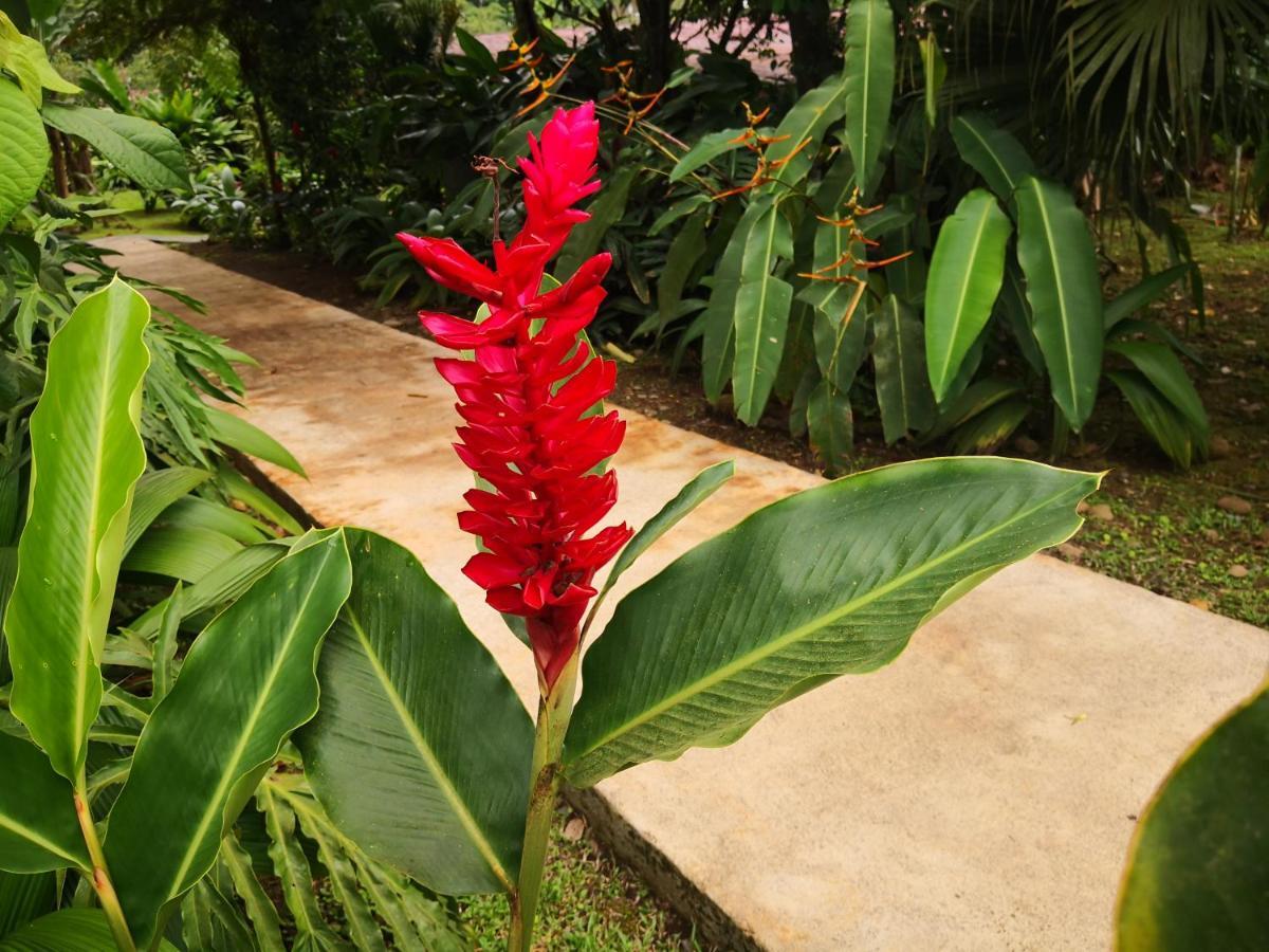 Hotel Catarata Rio Celeste Bijagua Extérieur photo